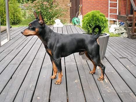 Dvaergpinscher PiriPiri'z Antoni Alegend billede 12