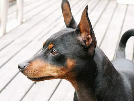 Dvaergpinscher PiriPiri'z Antoni Alegend billede 13