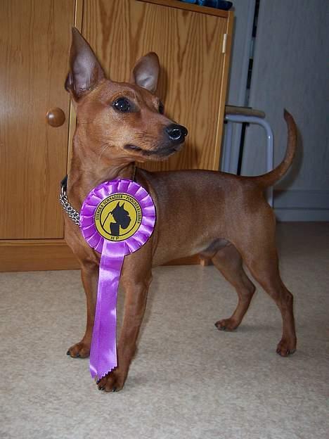Dvaergpinscher Exigor's Enzo in Red billede 15