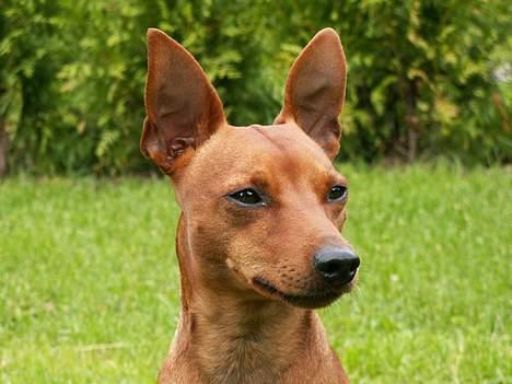 Dvaergpinscher Exigor's Enzo in Red billede 16