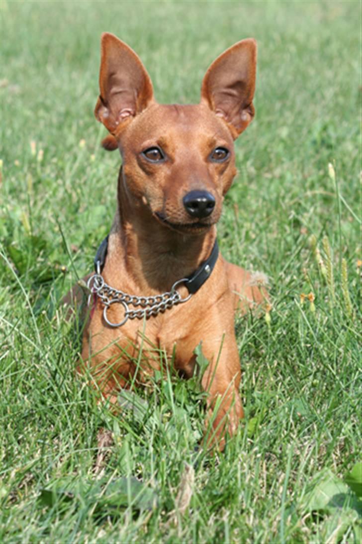Dvaergpinscher Exigor's Enzo in Red billede 17