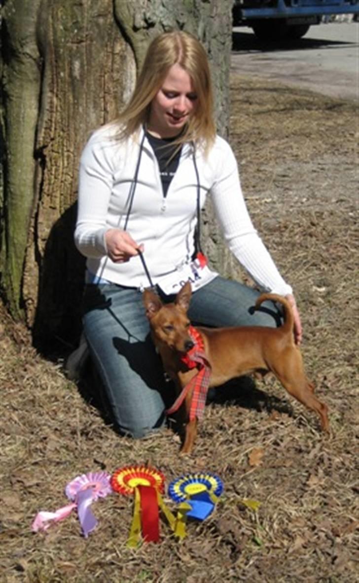 Dvaergpinscher Exigor's Enzo in Red - Nybakad Svensk Utställninschampion i Västerås billede 18