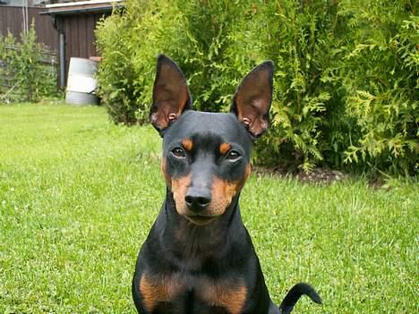 Dvaergpinscher PiriPiri'z Antoni Alegend billede 14