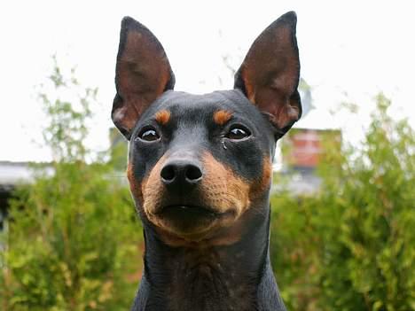 Dvaergpinscher PiriPiri'z Antoni Alegend billede 15