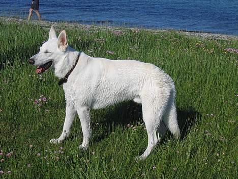 Hvid Schweizisk Hyrdehund Ursus - det er bare skønt at bade billede 14