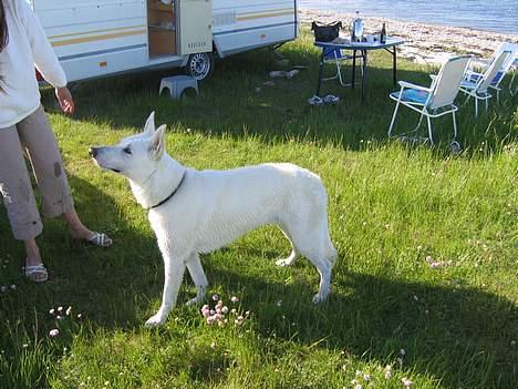 Hvid Schweizisk Hyrdehund Ursus - kom så med den godbid billede 15