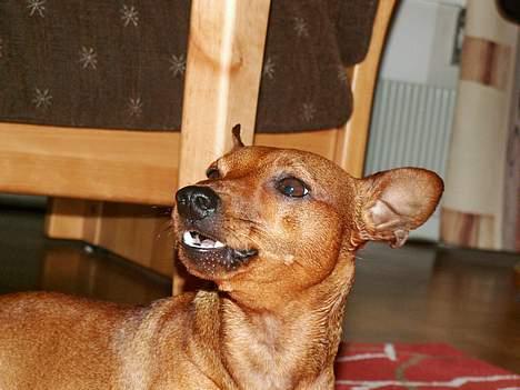 Dvaergpinscher Exigor's Enzo in Red billede 19