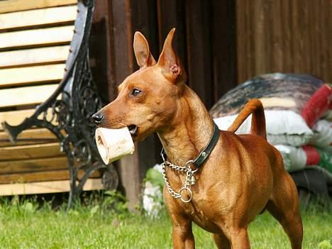Dvaergpinscher Exigor's Enzo in Red billede 20