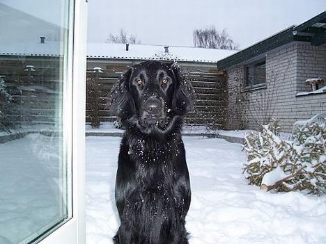 Flat coated retriever Baloo - Min snehund:-) billede 10