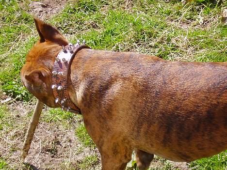 Amerikansk staffordshire terrier gang-staff trust me  billede 7