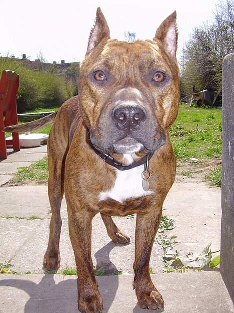 Amerikansk staffordshire terrier gang-staff trust me  billede 8