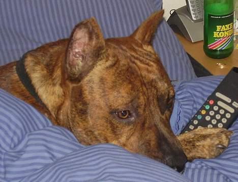 Amerikansk staffordshire terrier gang-staff trust me  billede 9