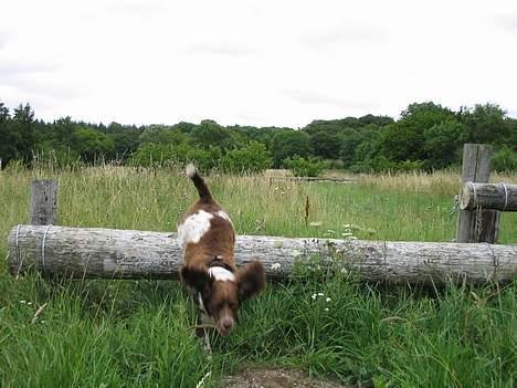 Engelsk springer spaniel Twister F.T. "R.I.P" - Hvor er det sjovt at springe over heste spring.  billede 12
