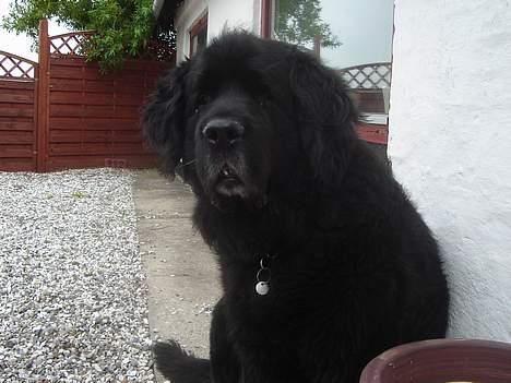 Newfoundlænder Djingo ***RIP 30.03.2006* - Djingo billede 1
