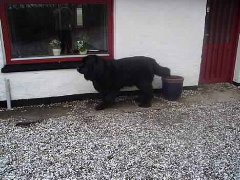 Newfoundlænder Djingo ***RIP 30.03.2006* billede 2