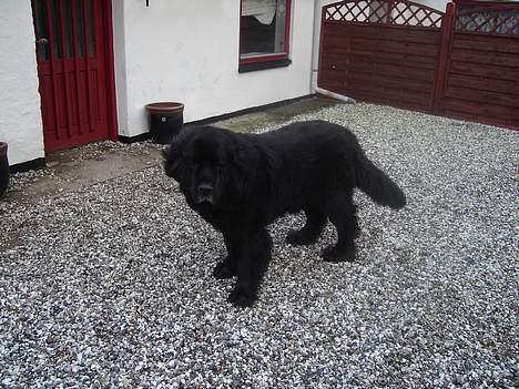 Newfoundlænder Djingo ***RIP 30.03.2006* billede 3