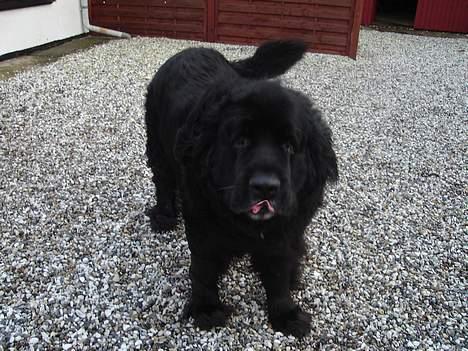 Newfoundlænder Djingo ***RIP 30.03.2006* - skal vi snart ud at køre i bil billede 4