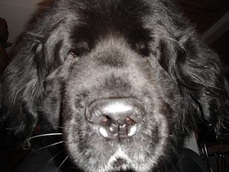 Newfoundlænder Djingo ***RIP 30.03.2006* - Hvad med et closeup billede 5
