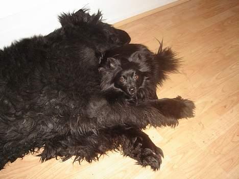 Newfoundlænder Djingo ***RIP 30.03.2006* - Det er nu hyggeligt at puttet sammen med "lillebror"  Eddie billede 6