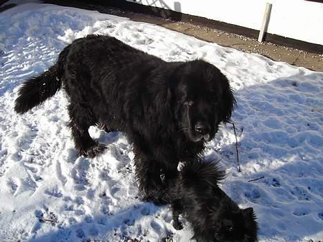 Newfoundlænder Djingo ***RIP 30.03.2006* - Djingo i sit rette element (sne) billede 7
