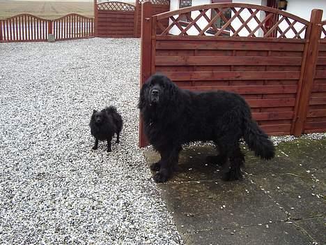 Newfoundlænder Djingo ***RIP 30.03.2006* - Djingo på gårtur sammen med "lillebror" Eddie billede 8