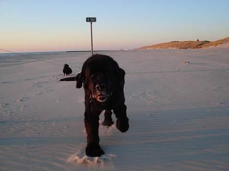 Newfoundlænder Djingo ***RIP 30.03.2006* - nyklippet og på strandtur billede 9
