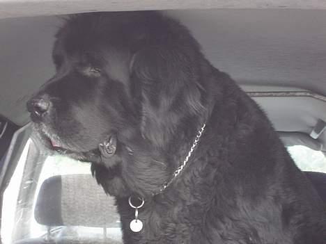 Newfoundlænder Djingo ***RIP 30.03.2006* - Djingo klar til hans store lidenskab...at køre i bil billede 10