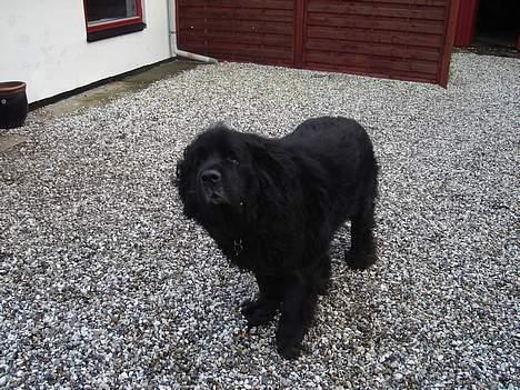 Newfoundlænder Djingo ***RIP 30.03.2006* billede 11