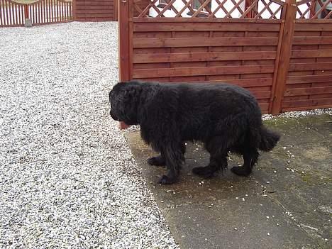 Newfoundlænder Djingo ***RIP 30.03.2006* billede 12