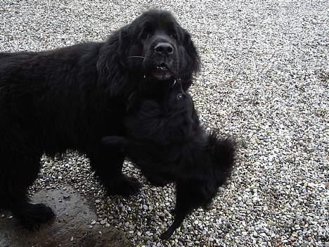 Newfoundlænder Djingo ***RIP 30.03.2006* - Djingo viser enorm tålmodighed overfor Eddie, der gerne vil bestemme billede 13