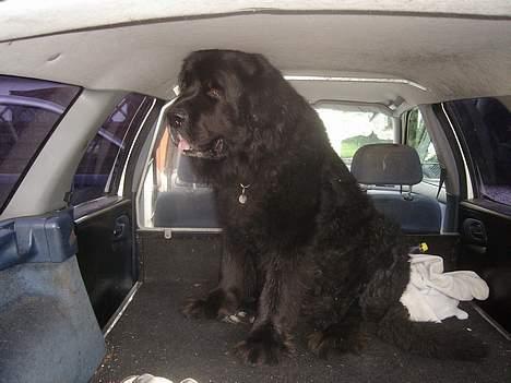 Newfoundlænder Djingo ***RIP 30.03.2006* - Det er nu dejligt med en stor bil billede 14