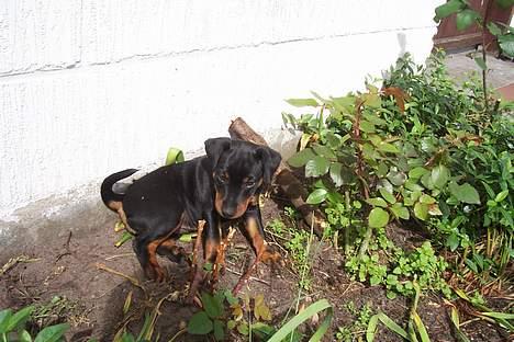 Tysk jagtterrier Uni-one billede 1