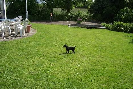 Tysk jagtterrier Uni-one billede 2