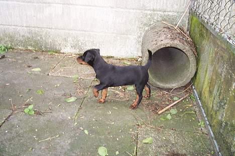 Tysk jagtterrier Uni-one billede 3