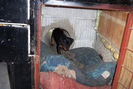 Tysk jagtterrier Uni-one billede 4