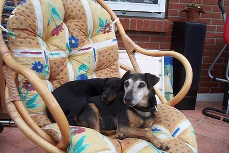 Tysk jagtterrier Uni-one billede 5