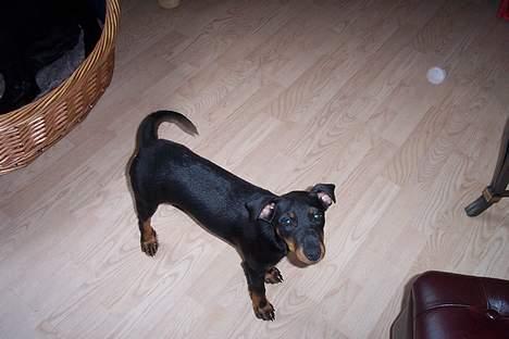 Tysk jagtterrier Uni-one billede 6