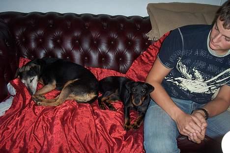 Tysk jagtterrier Uni-one billede 7