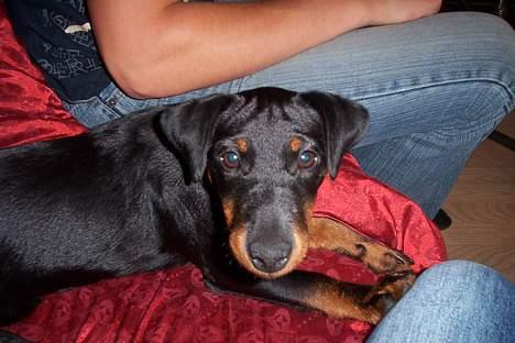 Tysk jagtterrier Uni-one billede 8