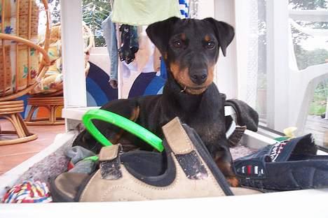 Tysk jagtterrier Uni-one billede 9