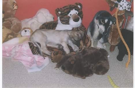 Irsk ulvehund ~Fanta~ - Fanta 13 uger billede 6