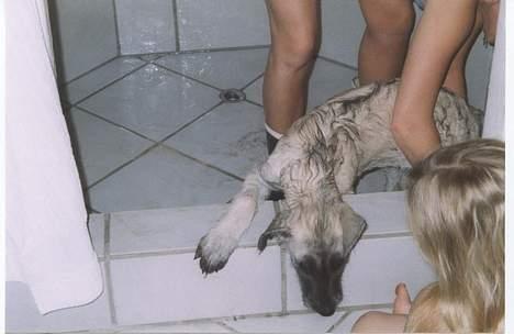 Irsk ulvehund ~Fanta~ - Uhh....................mit første bad billede 7