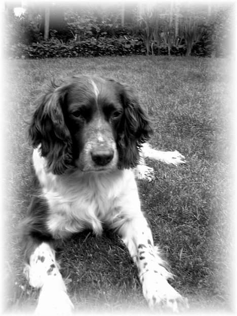 Engelsk springer spaniel Twister F.T. "R.I.P" billede 13