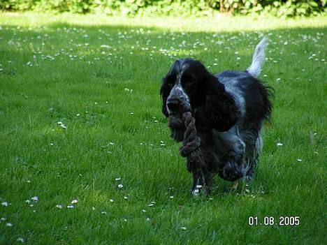 Cocker spaniel perle billede 5