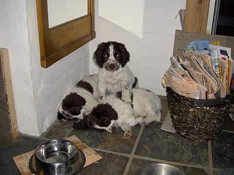 Field Trial spaniel Chester - Dengang vi var ude og kige på Ches, han var den eneste der lige var vågen på billedet.. billede 10