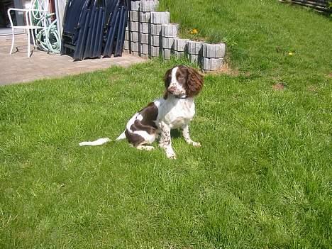 Field Trial spaniel Chester billede 11