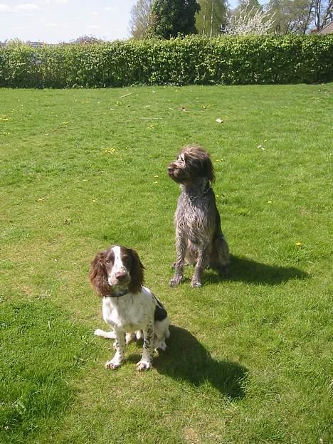 Field Trial spaniel Chester billede 12