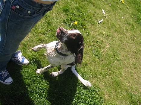 Field Trial spaniel Chester billede 13