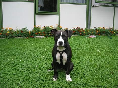 Amerikansk staffordshire terrier Gucci billede 11
