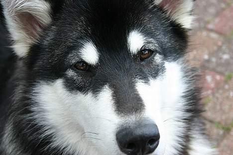 Alaskan malamute Nuna - Mussepigen når hun er bedst billede 3